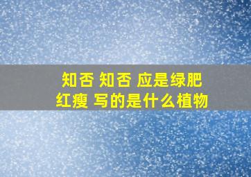 知否 知否 应是绿肥红瘦 写的是什么植物